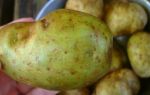 Отравление соланином в зеленом картофеле, помидорах и баклажанах