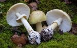 Отравление грибами — симптомы, первая помощь, лечение в стационаре