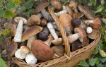 Какой должна быть первая помощь при отравлении грибами
