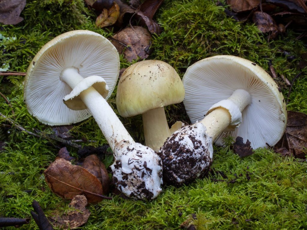 Отравление грибами - белая поганка