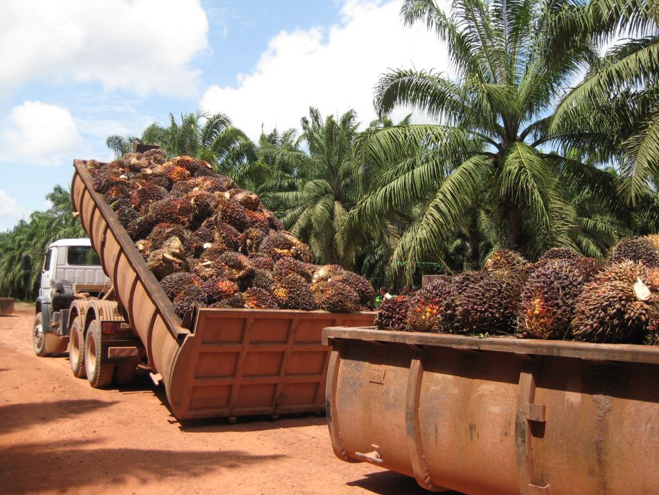 Производство пальмового масла