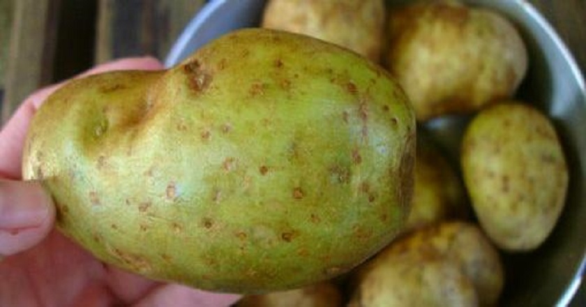 зеленый картофель