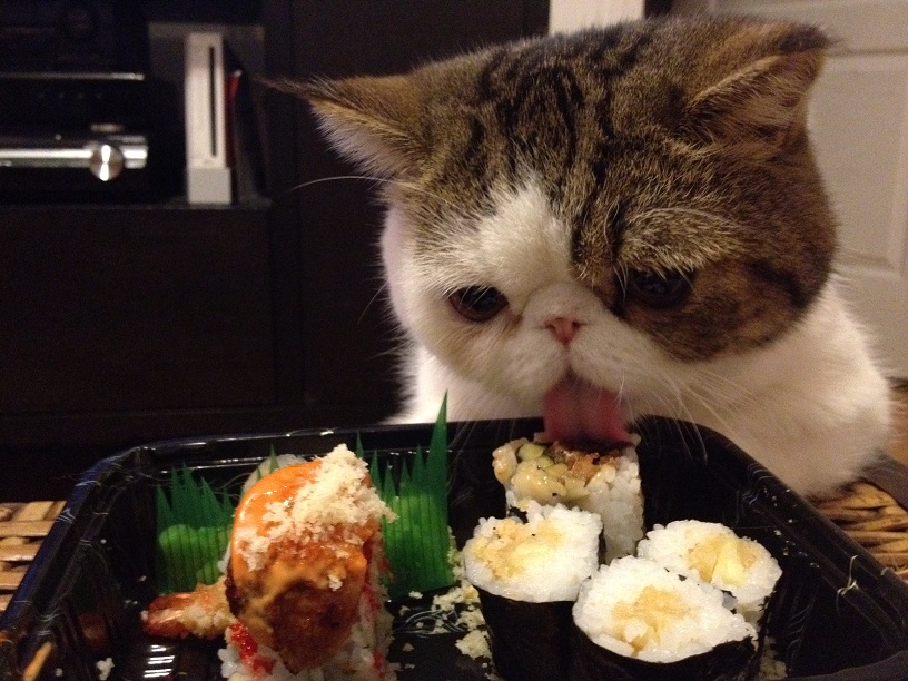кот ест суши