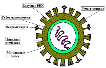 Строение ротавируса